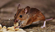 24 Hour & Emergency Exterminators in Cress, PA